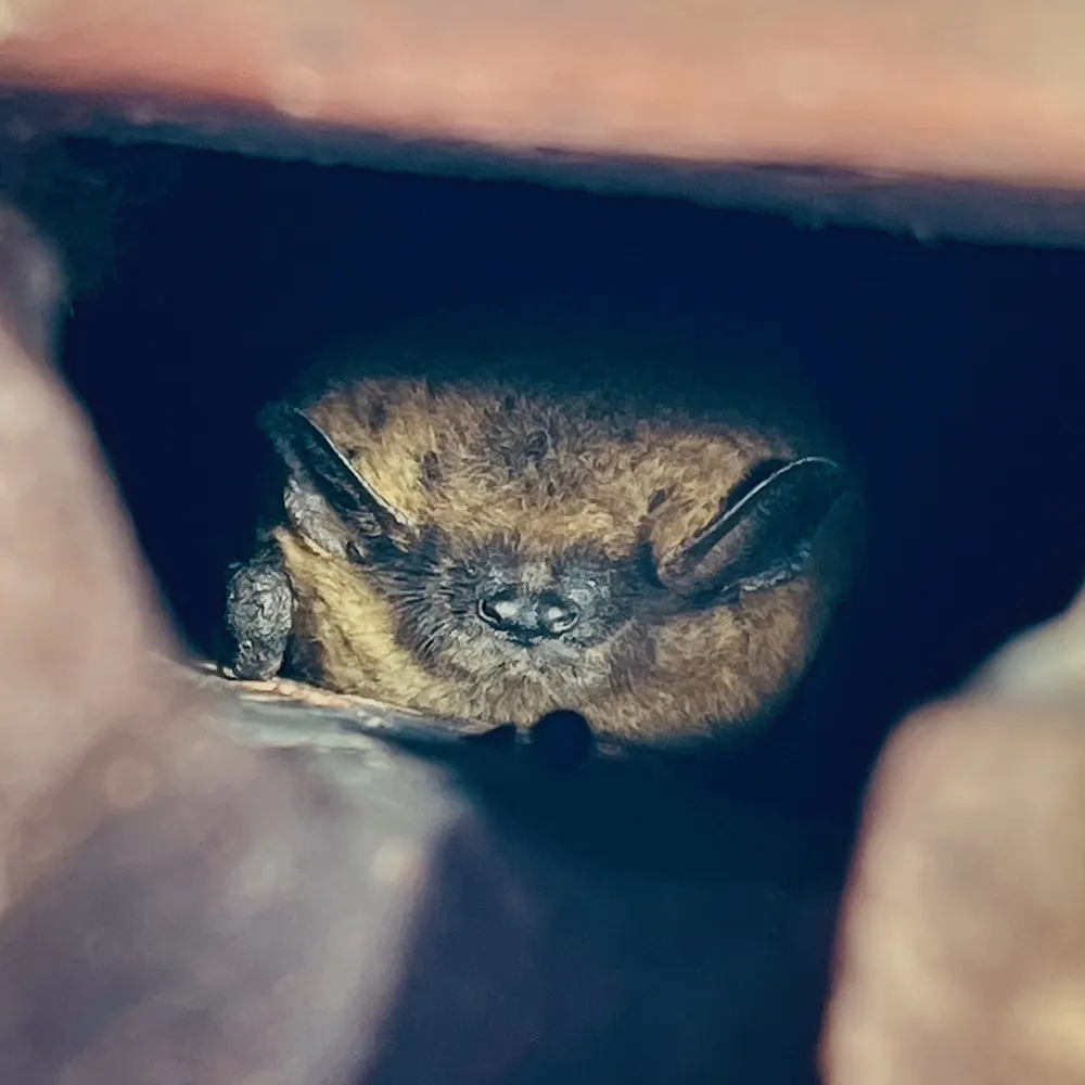 Vleermuiskast Mark “Black” (1-laags) Vleermuiskast Mark “Black” (1-laags)