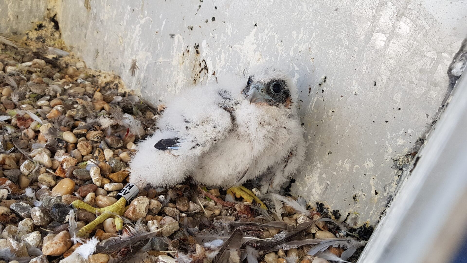 Slechtvalkkast (Maatwerk) Slechtvalkkast (Maatwerk)